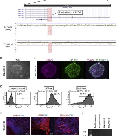 Characterization Of The Ipsc Line Download Scientific Diagram