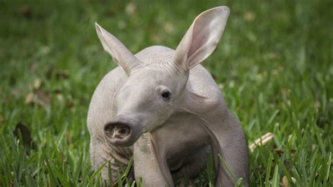 Images: Busch Gardens newborn baby aardvark