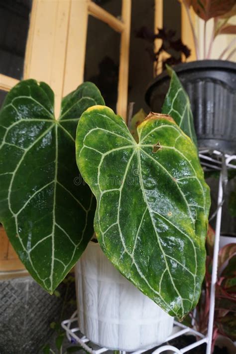 Plantas Muy Ornamentales Con Macetas Blancas Ordenadas En La Plataforma