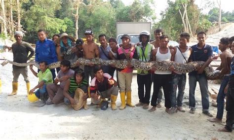 Found: The Largest Python Ever Captured - Atlas Obscura