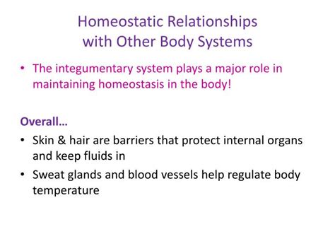 Ppt Homeostasis And The Integumentary System Powerpoint Presentation