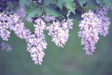 Lilac in Spring | Floral, Lilac, Spring