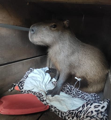 Ap S Caso Da Capivara Godofrida Veja Como Ser Feito O Resgate De