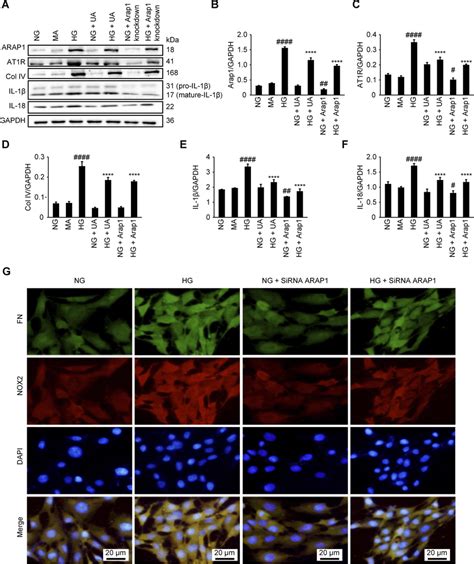 Ua Treatment And Arap Knockdown Reduced Mesangial Cell Inflammation