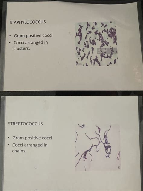 microbiology slides | PDF