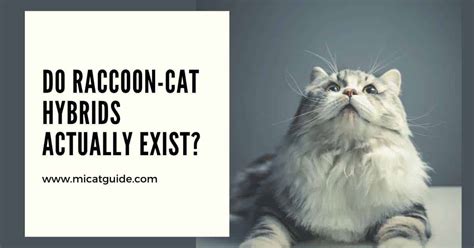 Cat-Raccoon Hybrids: Is Maine Coon Part of Raccoon? - Mi Cat Guide