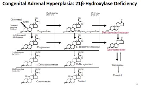 Adrenal Diseases Flashcards Quizlet