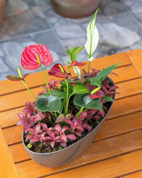 Plantas Que Sobrevivem Em Locais Escuros Variedades Para Ambientes