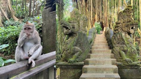 Monkey Forest Tempat Wisata Populer Di Bali Intip Harga Tiket Dan Tips