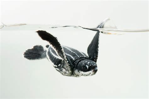 Joel Sartore On Twitter Leatherback Sea Turtles Like This Half Day