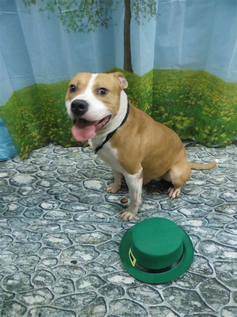 Friends of Vance County Animal Shelter | Henderson NC