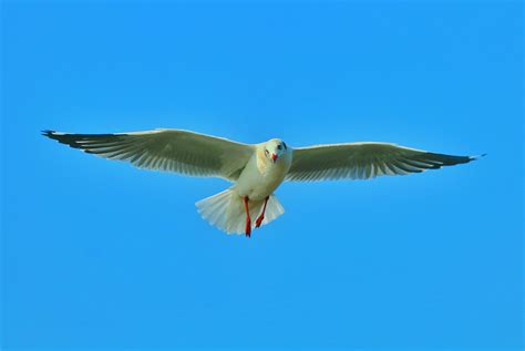 鳥 海の鳥 飛ぶ Pixabayの無料写真 Pixabay