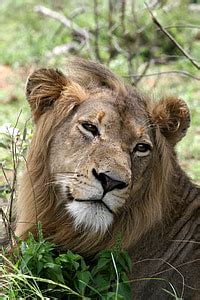 photo african lion lion male mane lazy cat animal hippopx