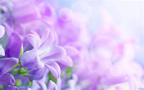 Purple Flower Wallpaper For Pc 11904 Full HD Wallpaper Desktop ... | Flower images wallpapers ...