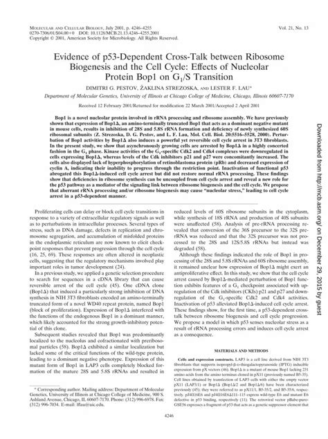 Evidence Of P Dependent Cross Talk Between Ribosome Biogenesis And