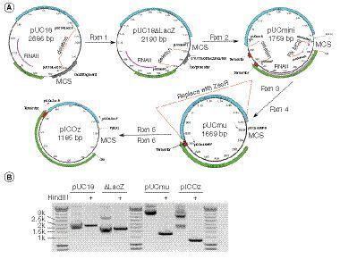 plasmid vector ka diagram