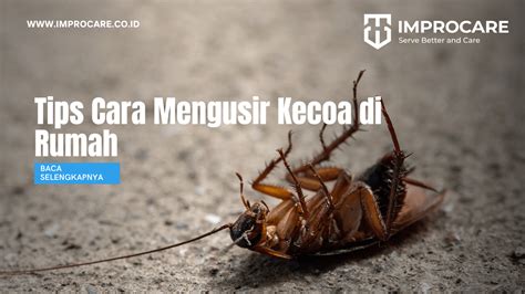 5 Tips Cara Mengusir Kecoa Di Rumah PT Mahaka Improcare Indonesia