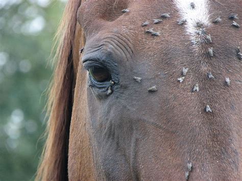 7 Ways To Ward Off Flies From Your Horse Grand Meadows Blog