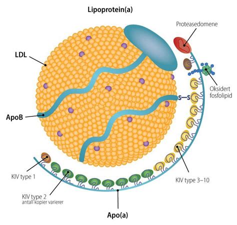 Lipoprotein A