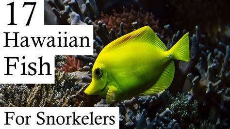 Hawaiian Reef Fish Every Snorkeler Should Know About In Under