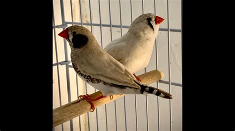 "Zebra Finch" How to breed Zebra FInches step by step. - YouTube