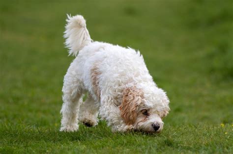 These 7 Cavachon Breeders Are The Ones You Can Trust