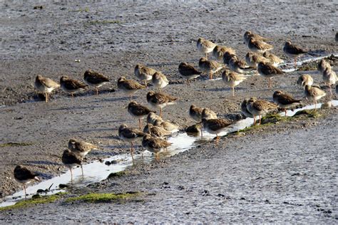 Redshank – Montrose Basin Species Database