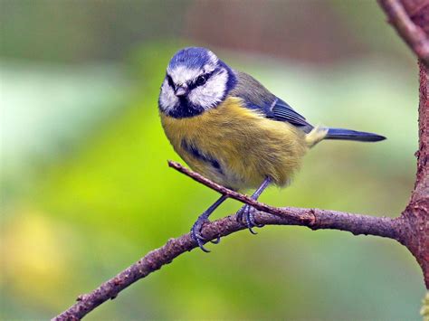 Eurasian Blue Tit Wallpapers Wallpaper Cave