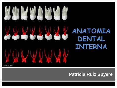 Pdf Anatomia Dental Interna Dental Interna Pdf Patr Cia Ruiz