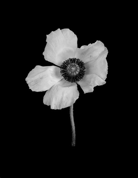 Papaver orientale 'Royal Wedding' - Botanical Hue