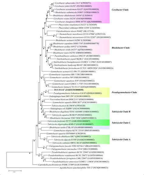 Neighbor Joining Phylogenetic Trees Based On Partial Gyrb Gene