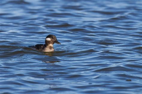Gray Bufflehead Duck Swimming on WaterFree Stock Photo