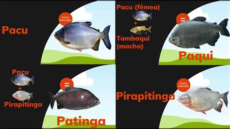 Diferença entre as espécies PACU PATINGA PIRAPITINGA PAQUI