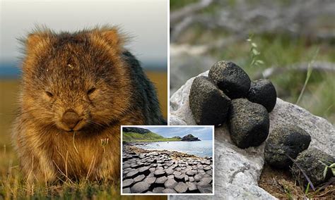 Mystery Of Square Wombat Poop Revealed