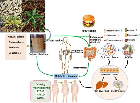 frontiers targeting gut microbiota  natural polysaccharides