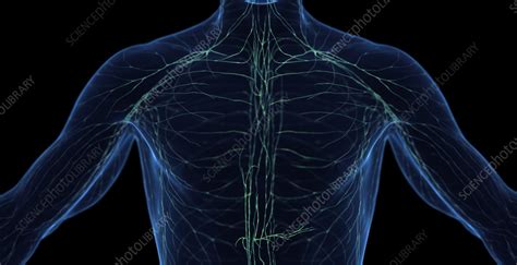 Male Lymphatic System Illustration Stock Image F038 5052 Science