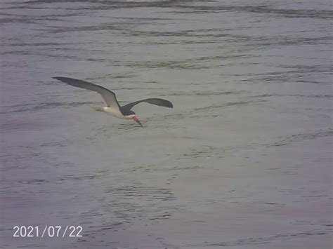 Black Skimmer | BirdForum