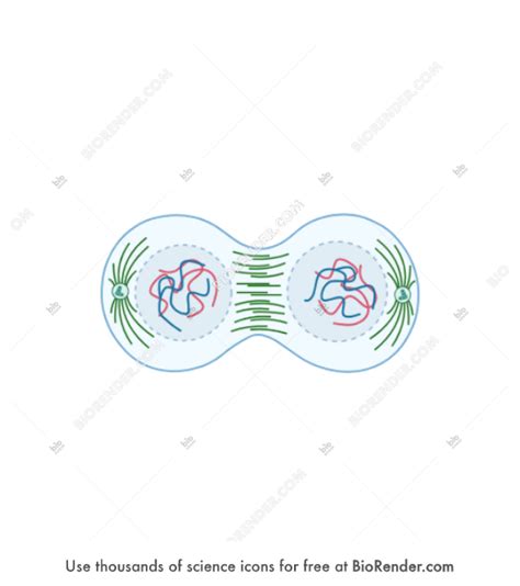 Free Mitosis (4b. Late anaphase) Icons, Symbols & Images | BioRender