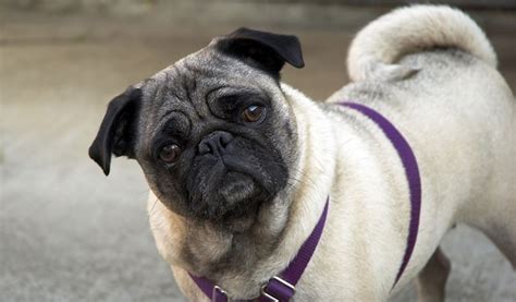 Pug Personality And Temperament