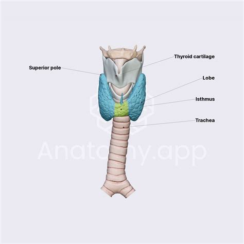 Lobes and isthmus of thyroid gland | Media Library | Anatomy.app ...