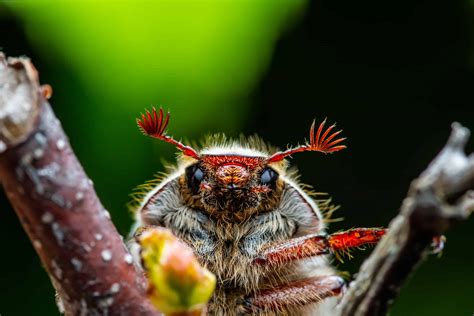 May Beetle Pictures - AZ Animals