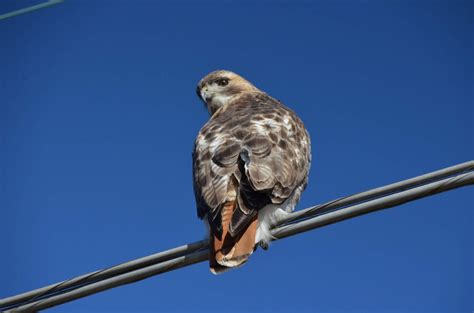 Urban Wildlife Guide: Red-tailed Hawk