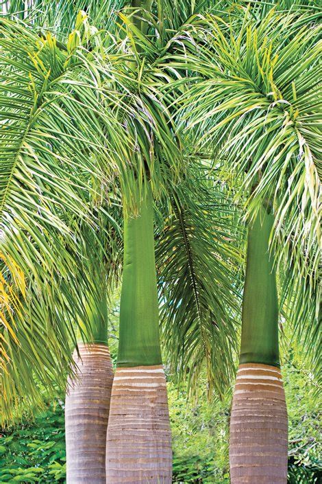 23+ Engaging Palm Tree Garden Design ~ Danielle Finch