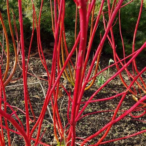 Cornus Alba Sibirica