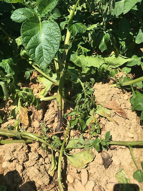 Potato Blackleg Caused By Dickeya Vegetable Pathology Long Island Horticultural Research