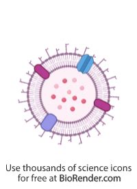 Free Vesicle (Gram-negative bacteria outer membrane) Icons, Symbols ...