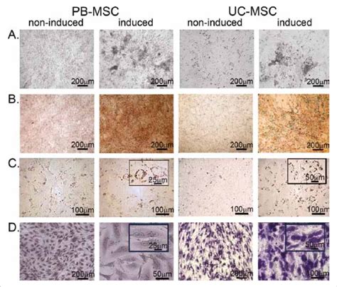 Differentiation Of Pb Mscs And Uc Mscs A Osteogenic Differentiation Download Scientific