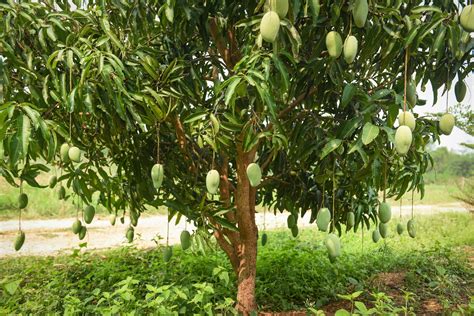 Mango tree - raw green mangoes hanging on tree with leaf background in ...