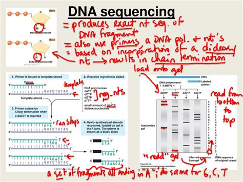 Ppt Bio 304 Lecture 13 Powerpoint Presentation Free Download Id