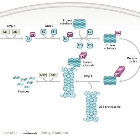 The ubiquitin proteasome system. In step 1, ubiquitin is activated by a ... 